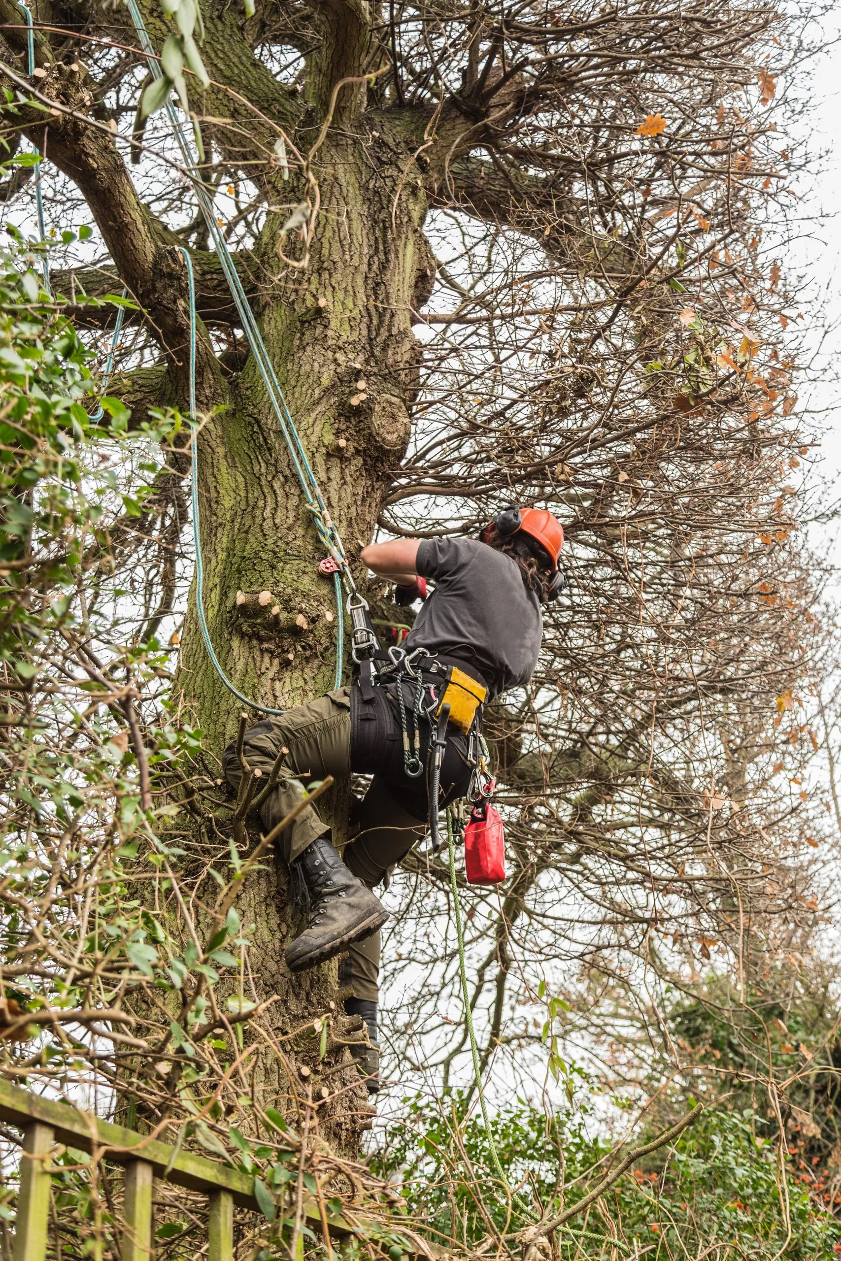 A tree surgeon working at height